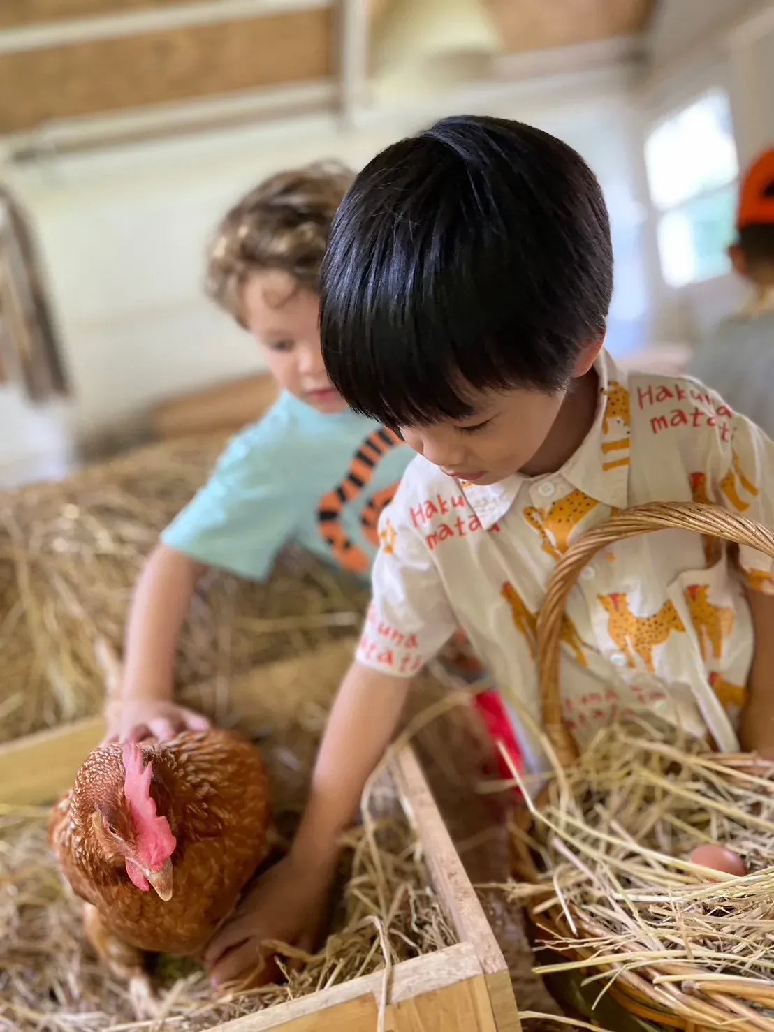 Two boys collecting eggs from the nesting box beside one of the hens