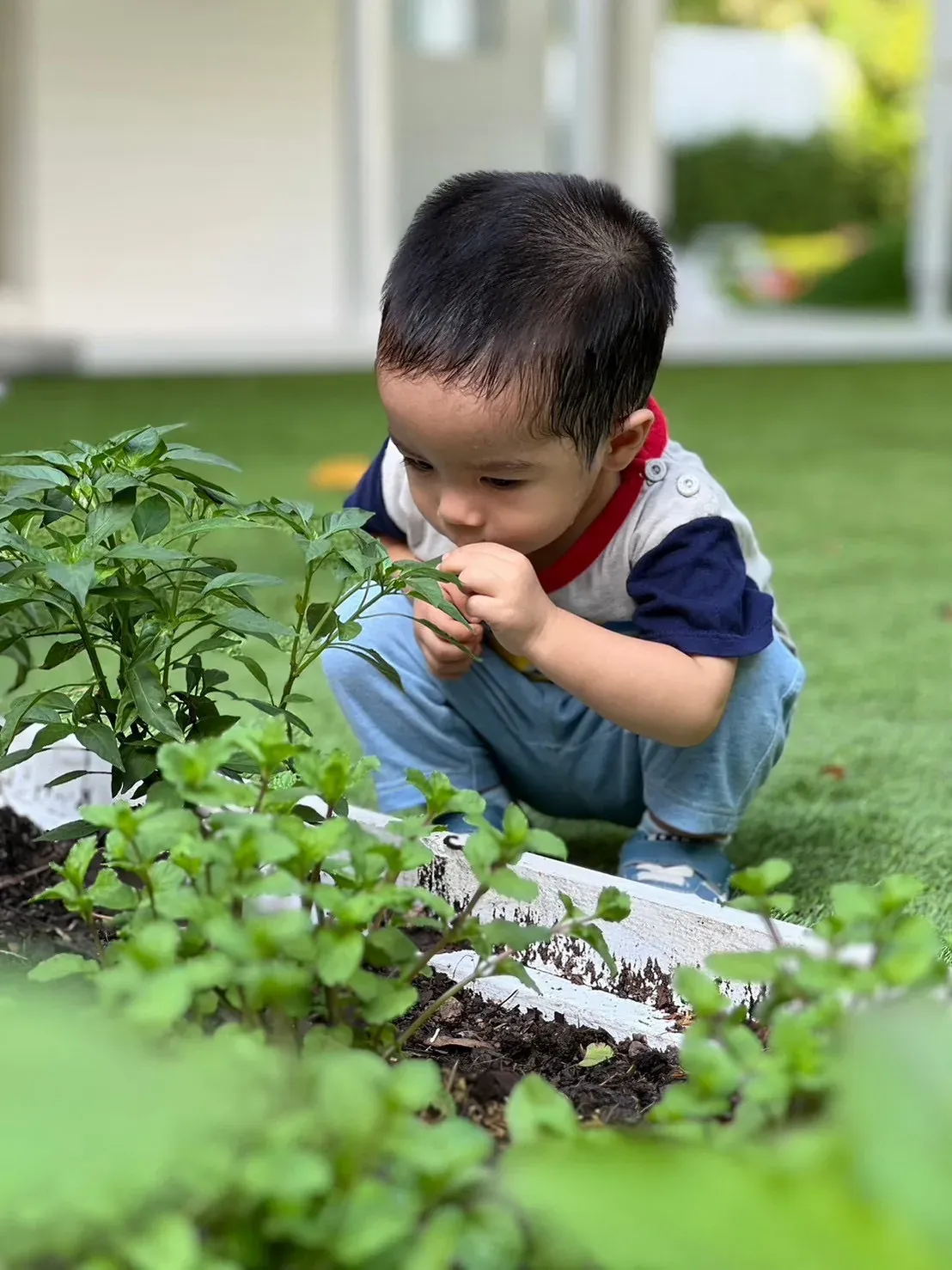 A toddler smelling the leaves of a plant in the herb bed